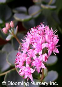 Sedum sieboldii                                   